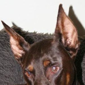 Meet your Posher, Gina marie